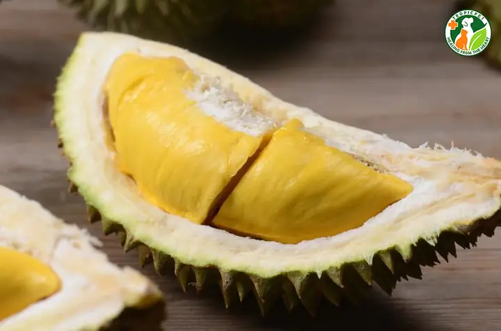 Sầu Riêng Có Vỏ Và Hạt Cứng