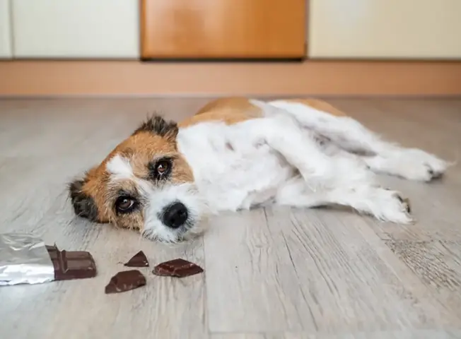 4các Dấu Hiệu Chó Bị Ngộ Độc Socola