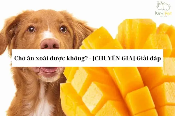 Cho Cún Cưng Ăn Xoài Được Không? Lợi Ích Của Việc Cho Chó Ăn Xoài Là Gì?