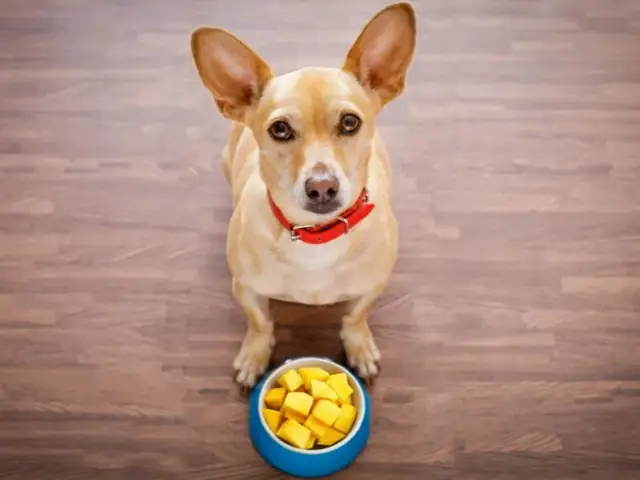 Chó Có Ăn Được Xoài Không?