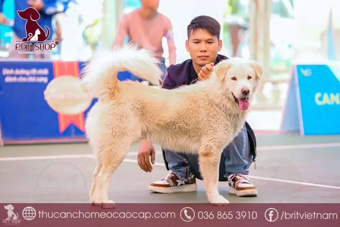 Chó Bắc Hà Giá Bao Nhiêu