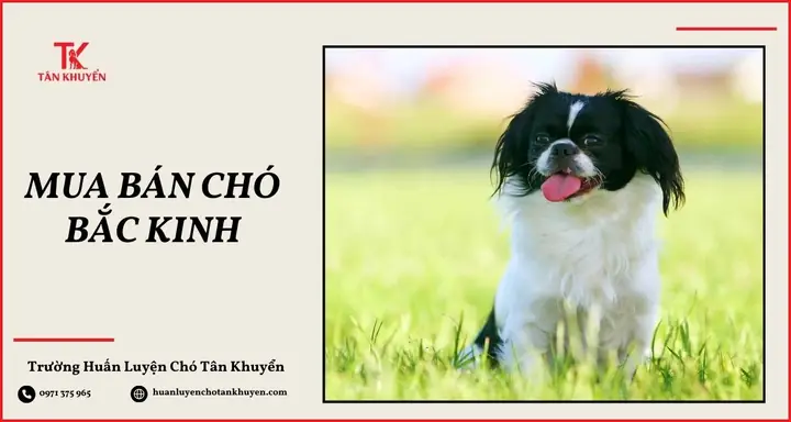 Giá Bán Chó Bắc Kinh Tại Trường Huấn Luyện Tân Khuyển Giá Bán Chó Bắc Kinh Tại Trường Huấn Luyện Tân Khuyển