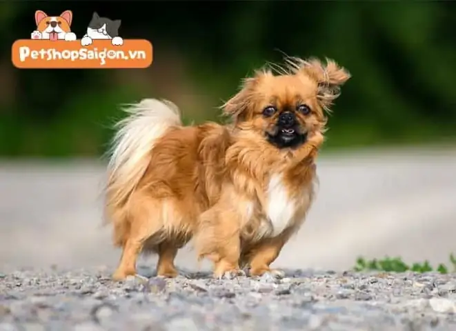 Chó Bắc Kinh Lai Nhật Ăn Gì?