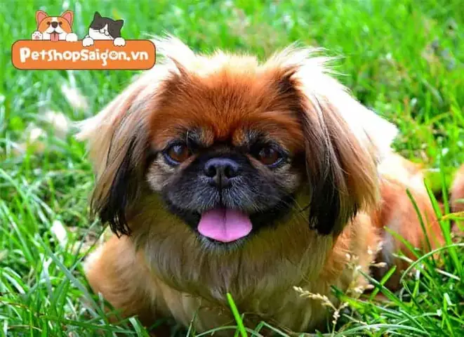 Nhu Cầu Dinh Dưỡng Của Chó Bắc Kinh Lai Nhật