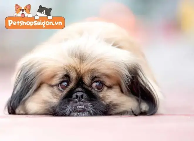 Chó Bắc Kinh Lai Nhật Nên Ănthức Ăn Khôhaythức Ăn Ướt?