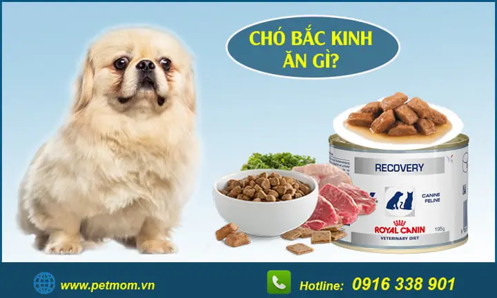 Chế Độ Dinh Dưỡng