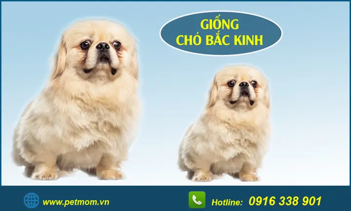 B) Cách Huấn Luyện Chó Bắc Kinh