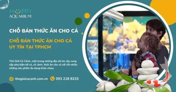 Top 5 Chỗ Bán Cá Xiêm Ở Tphcm Chất Lượng, Uy Tín - Aquatech