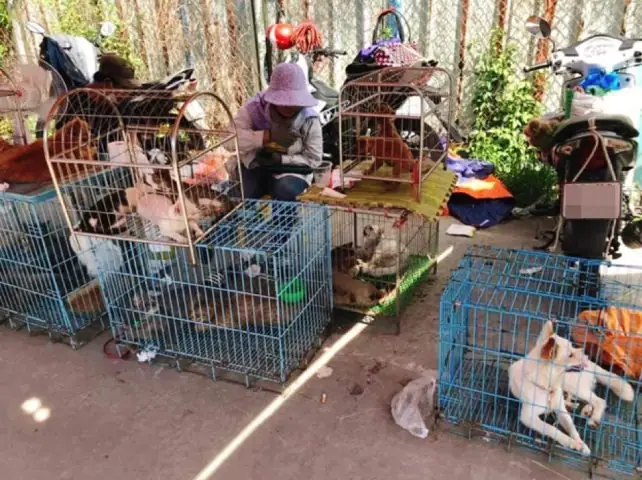 Tại Sao Nhu Cầu Tìm Chó Cảnh Giá Rẻ Lại Gia Tăng? Tại Sao Nhu Cầu Tìm Chó Cảnh Giá Rẻ Lại Gia Tăng?