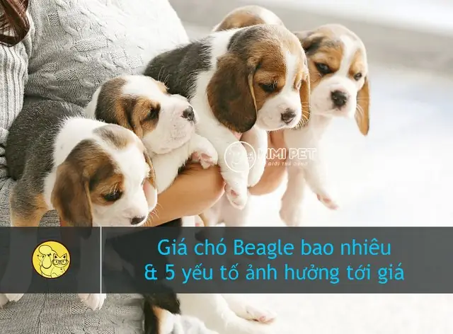 [chuẩn Nhất] Giá Chó Beagle Bao Nhiêu & 5 Yếu Tố Ảnh Hưởng Tới Giá