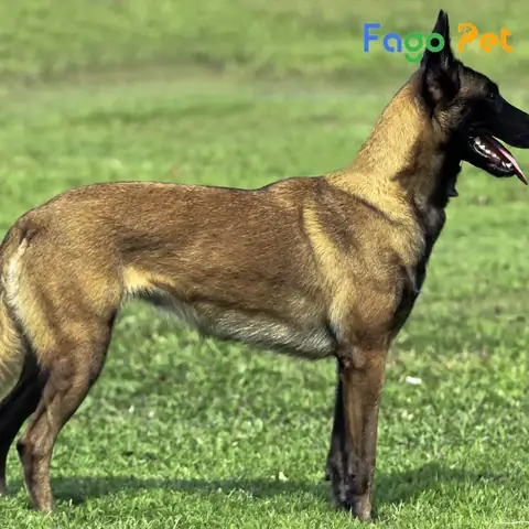 Chế Độ Dinh Dưỡng Cần Thiết Cho Chó Becgie Bỉ Chế Độ Dinh Dưỡng Cần Thiết Cho Chó Becgie Bỉ