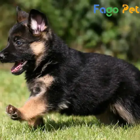 Giá Bán Chó Becgie 1 Tháng Tuổi Cập Nhật Mới Nhất Giá Bán Chó Becgie 1 Tháng Tuổi Cập Nhật Mới Nhất