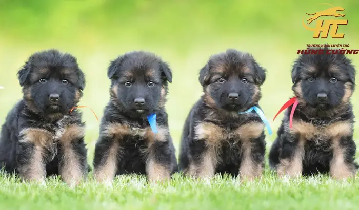 Chó Becgie Con Có Giá Bán Bao Nhiêu?