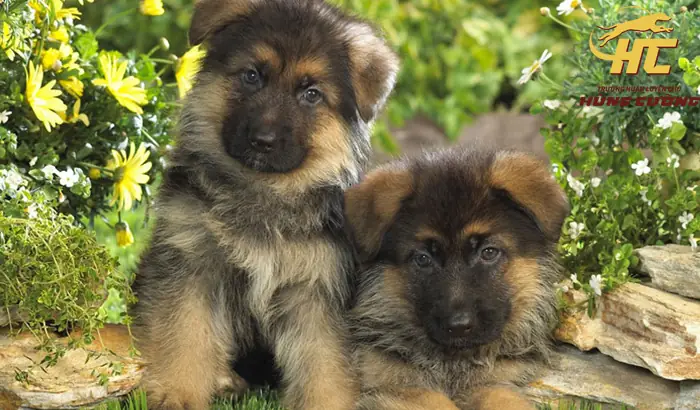 Bán Chó Becgie Con 2 Tháng Tuổi Nhà Nuôi, Cực Đẹp