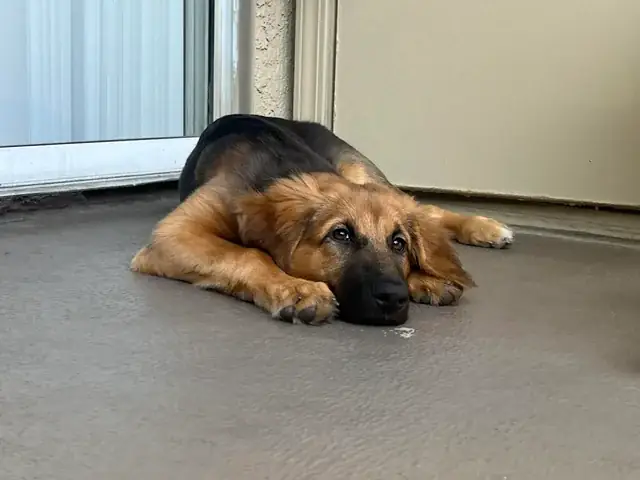 Chó Becgie (german Shepherd Dog): Toàn Cảnh Về Loài Chó Biết Việc Hàng Đầu Thế Giới