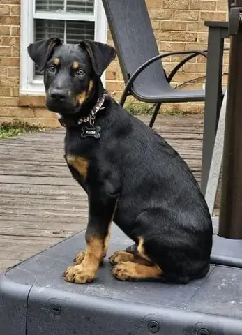 Chó Becgie (german Shepherd Dog): Toàn Cảnh Về Loài Chó Biết Việc Hàng Đầu Thế Giới Chó Becgie (german Shepherd Dog): Toàn Cảnh Về Loài Chó Biết Việc Hàng Đầu Thế Giới