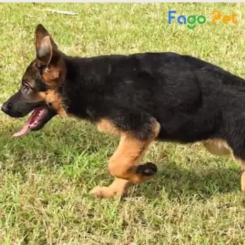 Giới Thiệu Các Giống Chó Becgie Thuần Chủng Hiện Nay