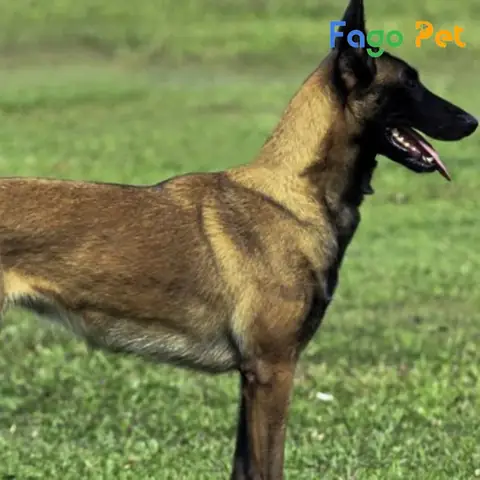 Các Giống Chó Becgie Lai Phổ Biến Ở Việt Nam