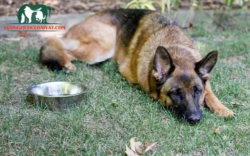 Đặc Điểm Về Tính Cách