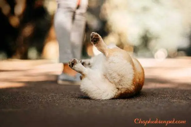 Biểu Hiện Nhận Biết Chó Đang Bị Động Kinh Biểu Hiện Nhận Biết Chó Đang Bị Động Kinh