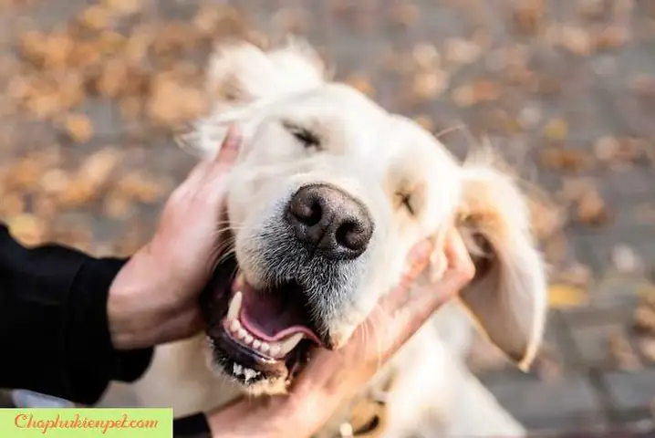 Điều Trị, Chăm Sóc Chó Bị Thần Kinh Như Thế Nào? Điều Trị, Chăm Sóc Chó Bị Thần Kinh Như Thế Nào?