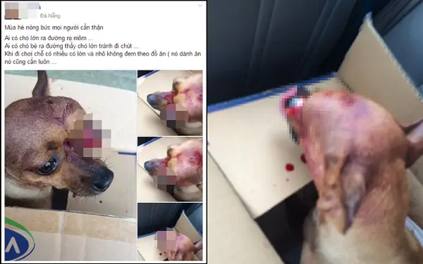 Có Những Loại Chó Dễ Bị Cắn Lồi Mắt Hơn So Với Những Loại Chó Khác Không?