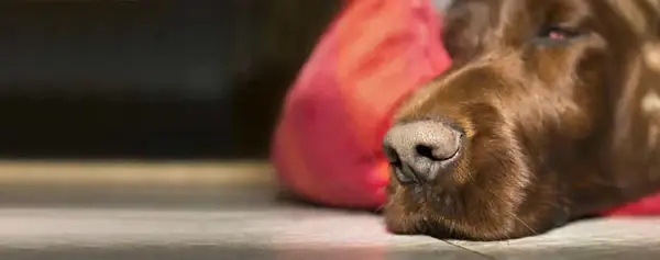 Bệnh Chảy Máu Mũi Ở Chó Do Đường Hô Hấp