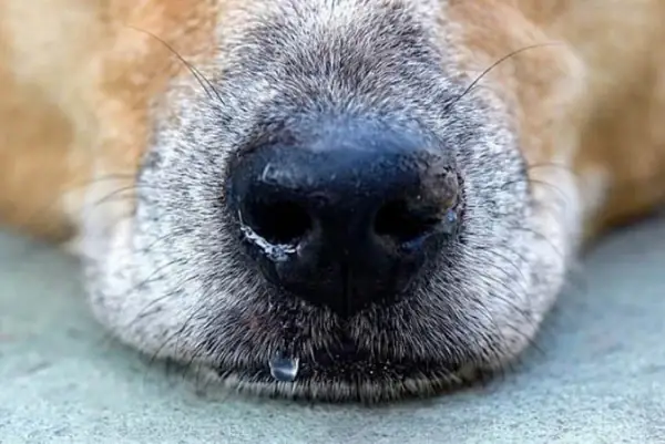 Nguyên Nhân Chó Bị Chảy Nước Mũi