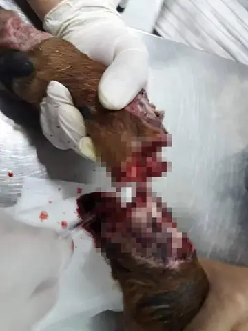 Chó Bị Chích Điện Phải Làm Sao: Hướng Dẫn Cấp Cứu Và Biện Pháp Phòng Ngừa