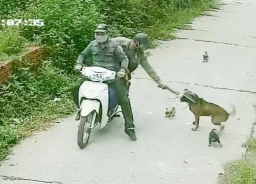 Chó Bị Chích Điện Phải Làm Sao: Hướng Dẫn Cấp Cứu Và Biện Pháp Phòng Ngừa