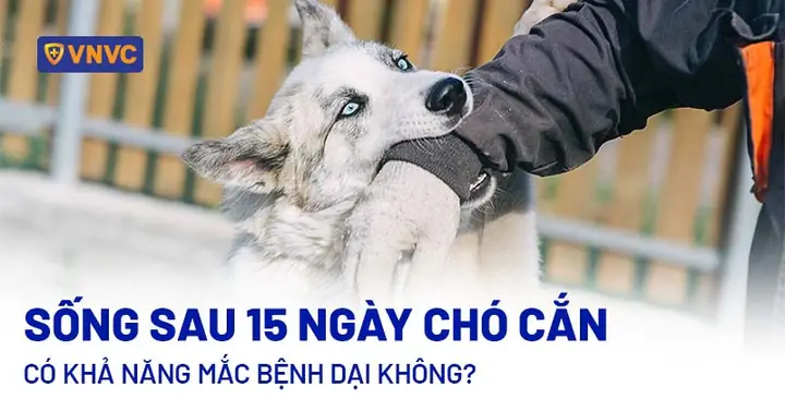 Chó Bị Chó Dại Cắn: Cách Xử Lý, Phòng Ngừa & Hậu Quả Chó Bị Chó Dại Cắn: Cách Xử Lý, Phòng Ngừa & Hậu Quả