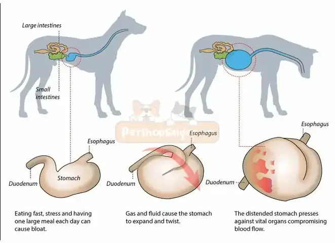 Chó Bị Co Thắt Bụng: Nguyên Nhân, Dấu Hiệu Nhận Biết Và Cách Xử Lý Khoa Học Chó Bị Co Thắt Bụng: Nguyên Nhân, Dấu Hiệu Nhận Biết Và Cách Xử Lý Khoa Học