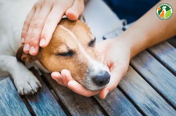 Những Sai Lầm Khi Chăm Sóc Chó Bị Đánh Bả Những Sai Lầm Khi Chăm Sóc Chó Bị Đánh Bả