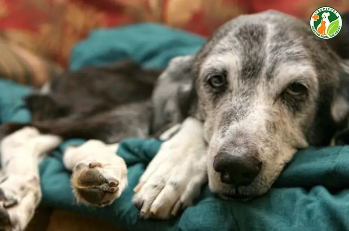 Mức Độ Độc Hại Của Bả Mức Độ Độc Hại Của Bả