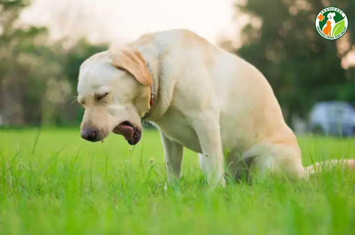 Dấu Hiệu Chó Bị Đánh Bả Dấu Hiệu Chó Bị Đánh Bả