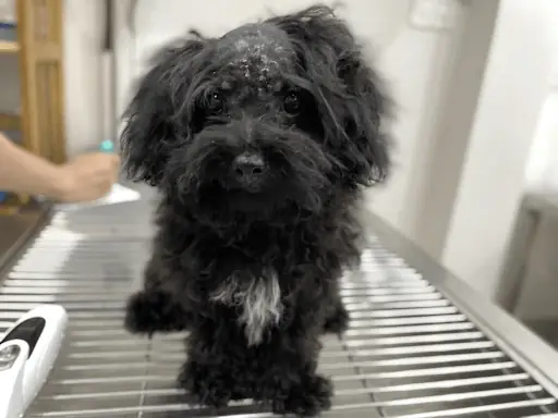 Cách Điều Trị Và Xử Lý Khi Chó Bị Sưng Cổ