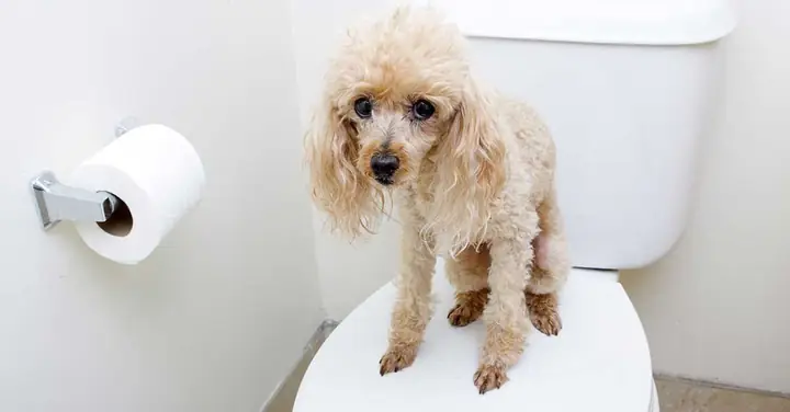 Chó Bị Đi Kiết Là Gì?