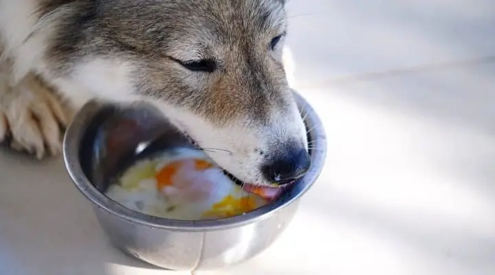 “mối Nguy Hại” Của Trứng Gà Đối Với Chó