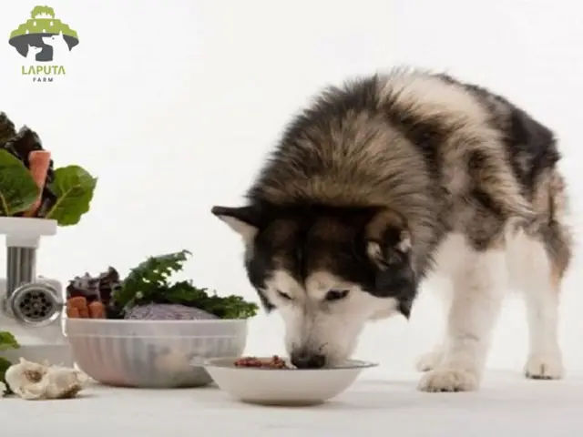 Làm Cách Nào Để Chuẩn Đoán Chó Bị Dị Ứng Thức Ăn?