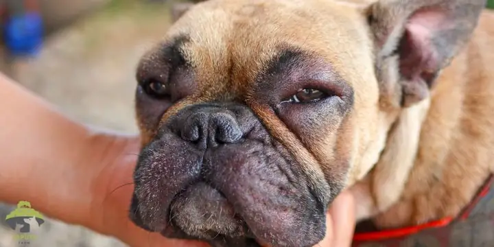 Chó Bị Dị Ứng Thức Ăn