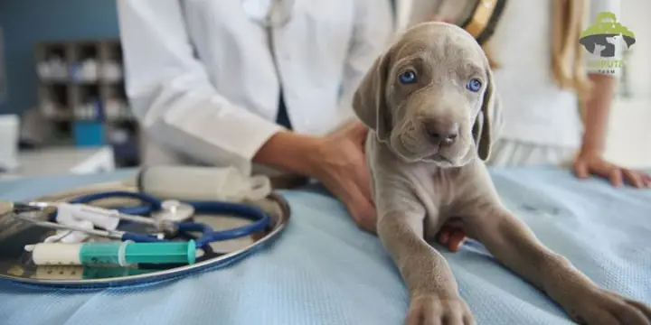 Cách Thử Nghiệm Thức Ăn Gây Dị Ứng Ở Chó