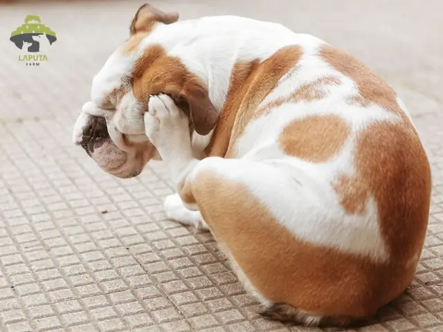 Sự Phát Triển Của Bệnh Dị Ứng Thức Ăn Trên Chó