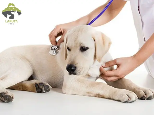 Cải Thiện Dị Ứng Do Thức Ăn