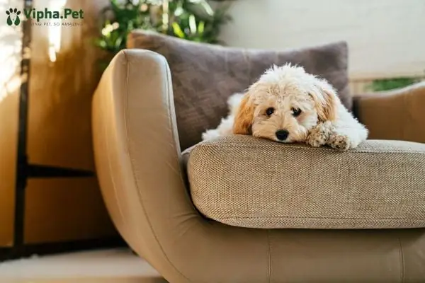 Triệu Chứng Chó Bị Viêm Đường Ruột