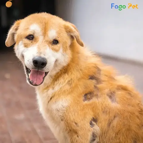 Chó Bị Ghẻ Mủ Lở Loét Nguyên Nhân Và Cách Điều Trị