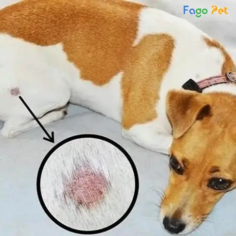Nguyên Nhân Chó Bị Ghẻ Mủ, Lở Loét