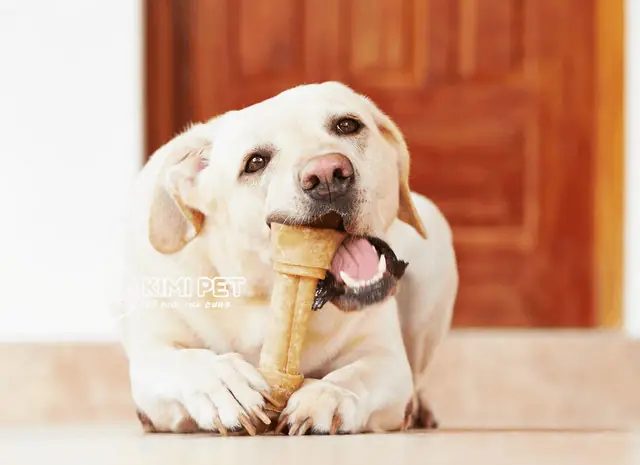 Những Lưu Ý Khi Chó Hóc Xương? Những Lưu Ý Khi Chó Hóc Xương?