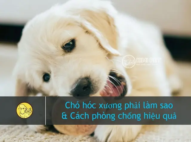 Tìm Hiểu Chó Hóc Xương Phải Làm Sao & #4 Lưu Ý Để Phòng Tránh Hiệu Quả Tìm Hiểu Chó Hóc Xương Phải Làm Sao & #4 Lưu Ý Để Phòng Tránh Hiệu Quả
