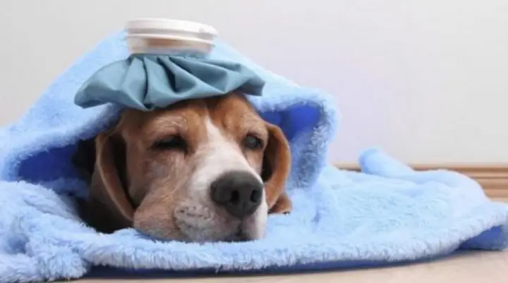 Cách Chữa Trị Khi Chó Bị Viêm Đường Hô Hấp
