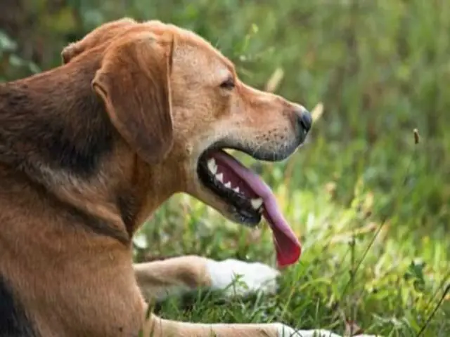 Một Số Thông Tin Về Bệnh Viêm Đường Hô Hấp Ở Chó